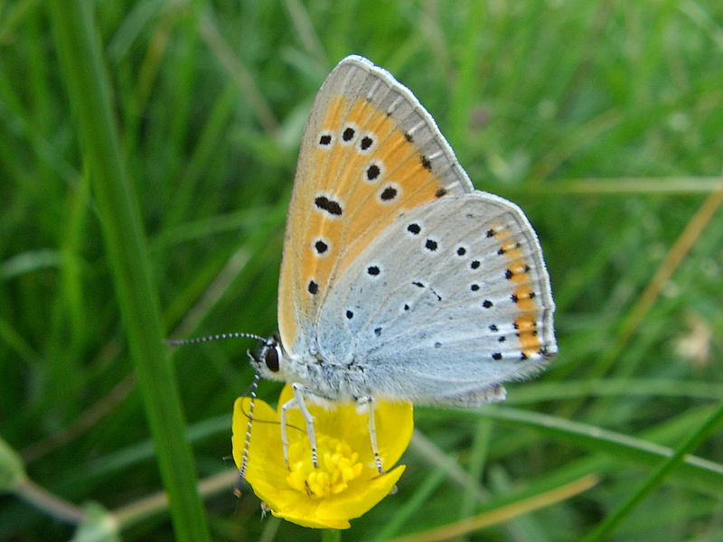 800px Lycaena dispar